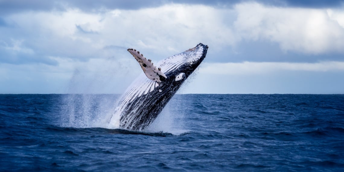 Major gifts fundraising and major donor visual of a whale breaching in the ocean